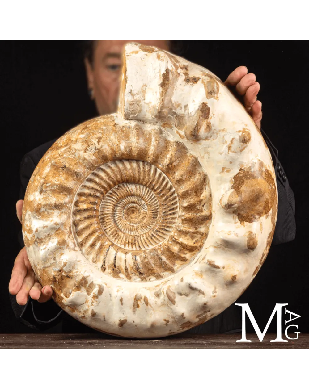 Douvilleiceras Ammonite Fossil – Madagascar.