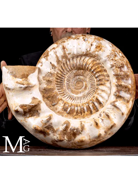 Douvilleiceras Ammonite Fossil – Madagascar.
