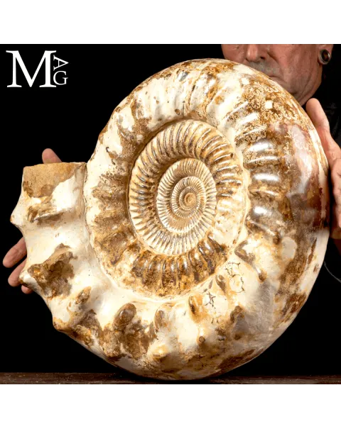 Douvilleiceras Ammonite Fossil – Madagascar.