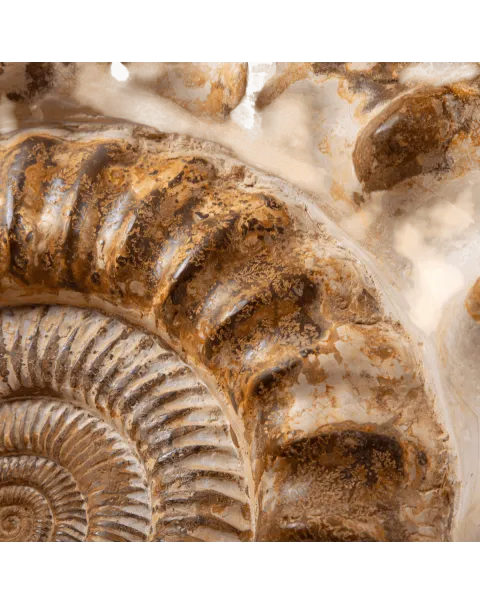 Douvilleiceras Ammonite Fossil – Madagascar.