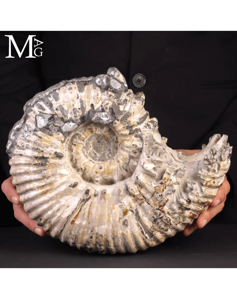 Speciale Ammonite Fossile Douvilleiceras Mammillatum Metallica.