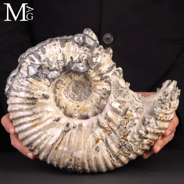 Speciale Ammonite Fossile Douvilleiceras Mammillatum Metallica.