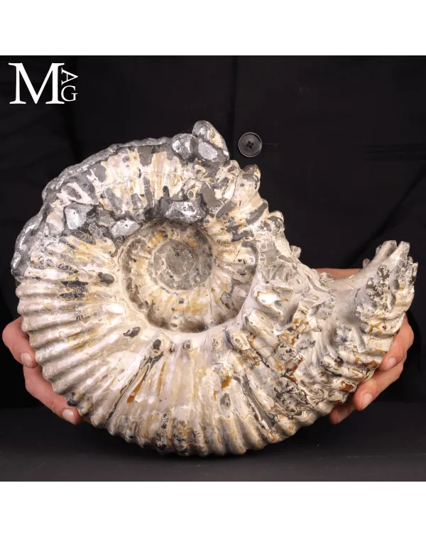 Speciale Ammonite Fossile Douvilleiceras Mammillat...
