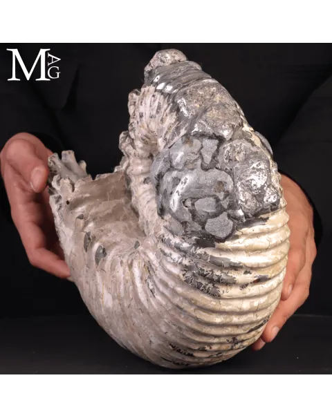 Speciale Ammonite Fossile Douvilleiceras Mammillatum Metallica.