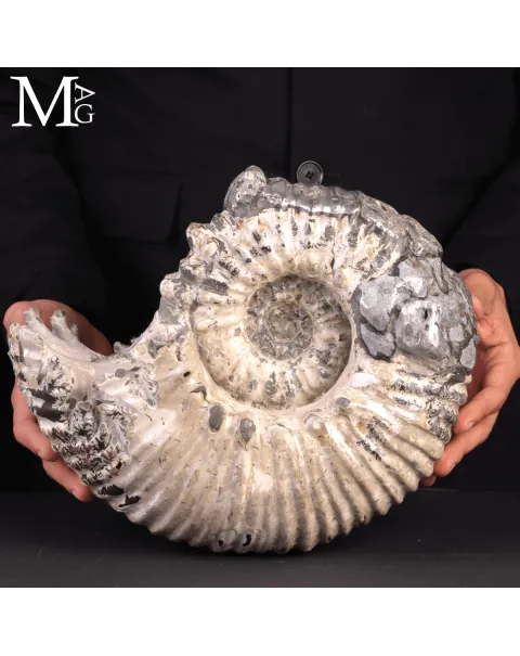 Speciale Ammonite Fossile Douvilleiceras Mammillatum Metallica.