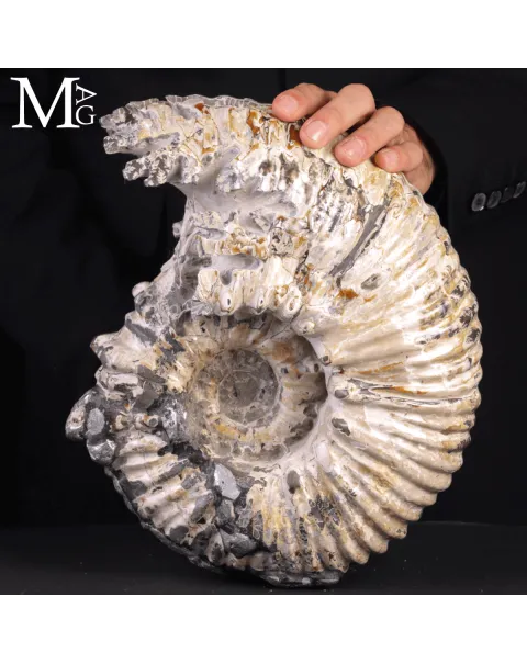 Speciale Ammonite Fossile Douvilleiceras Mammillatum Metallica.