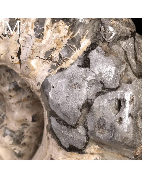 Speciale Ammonite Fossile Douvilleiceras Mammillatum Metallica.