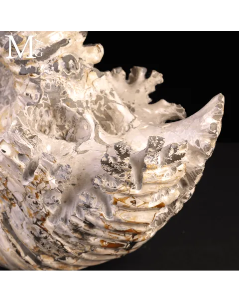 Speciale Ammonite Fossile Douvilleiceras Mammillatum Metallica.