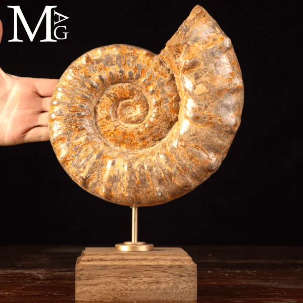 Ammonite Fossile – Douvilleiceras.