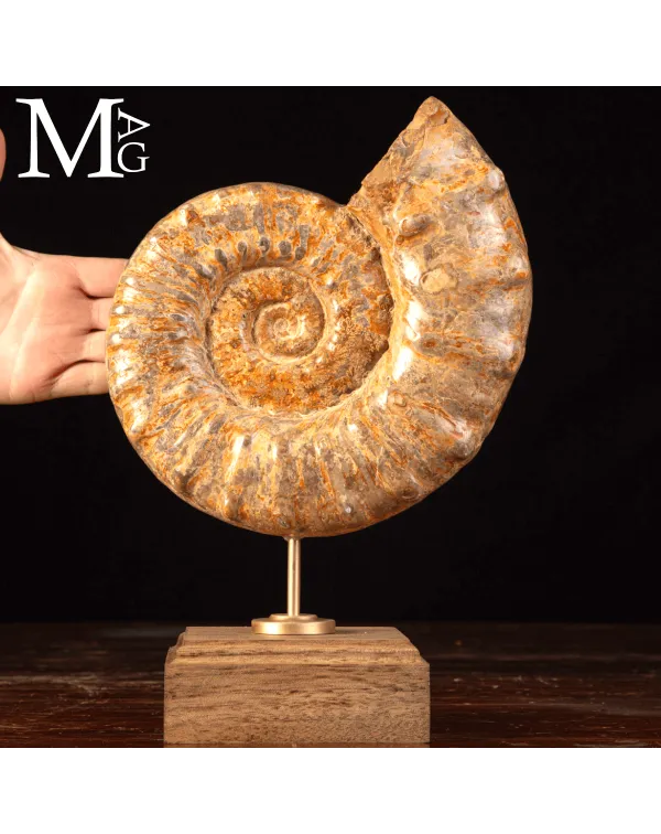 Ammonite Fossile – Douvilleiceras.