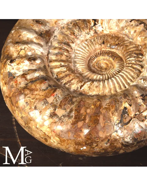 Ammonite Fossile Gigante – Douvilliceras