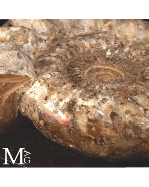 Ammonite Fossile Gigante – Douvilliceras