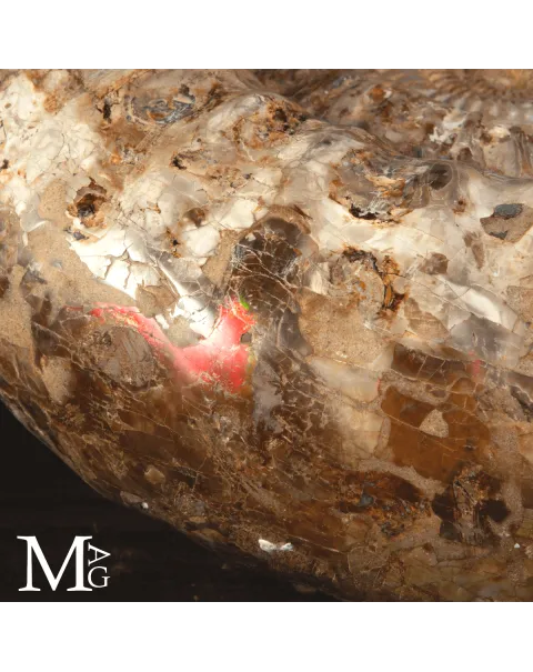 Ammonite Fossile Gigante – Douvilliceras