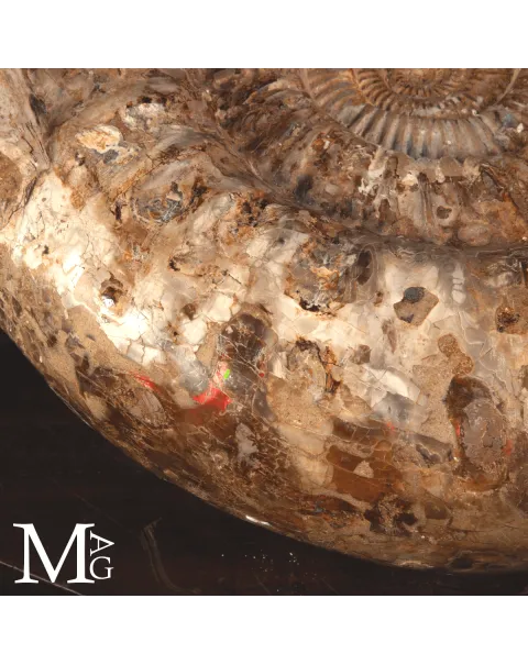 Ammonite Fossile Gigante – Douvilliceras