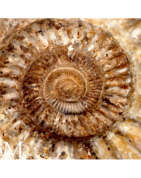 Ammonite Fossile Gigante – Douvilliceras