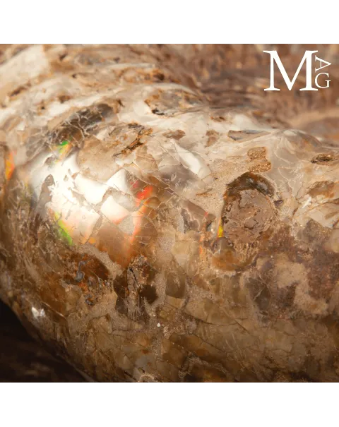 Ammonite Fossile Gigante – Douvilliceras