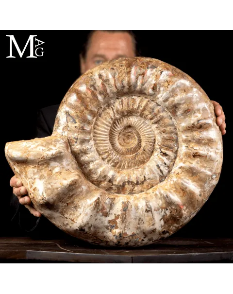 Ammonite Fossile Gigante – Douvilliceras