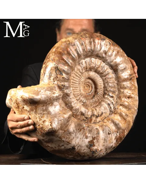 Ammonite Fossile Gigante – Douvilliceras