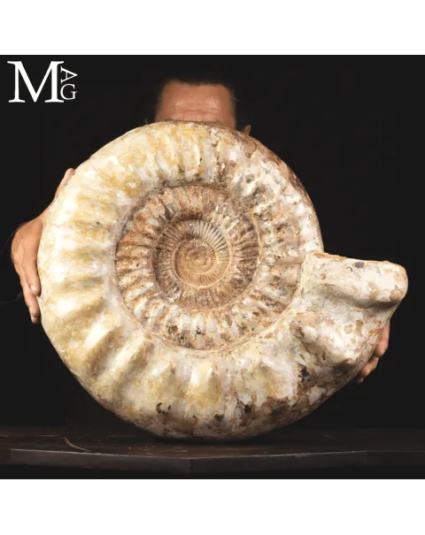 Ammonite Fossile Gigante – Douvilliceras