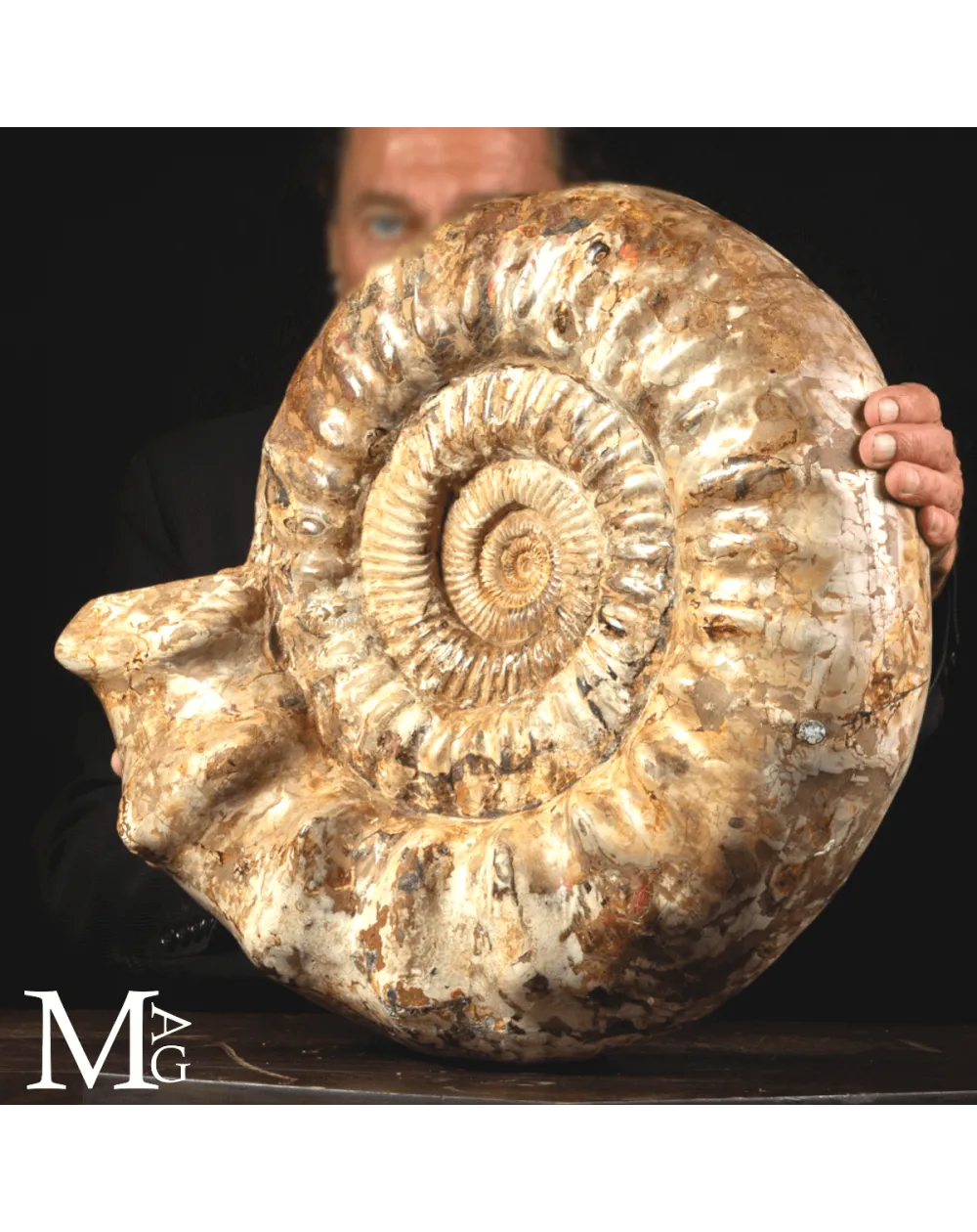 Ammonite Fossile Gigante – Douvilliceras