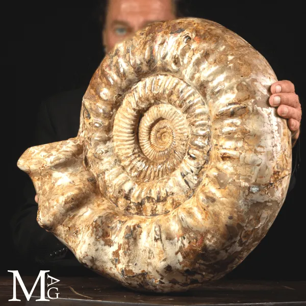 Ammonite Fossile Gigante – Douvilliceras