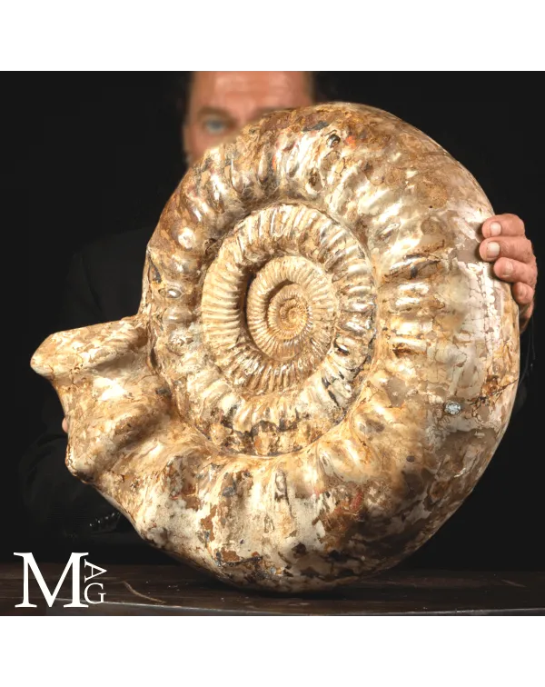 Ammonite Fossile Gigante – Douvilliceras