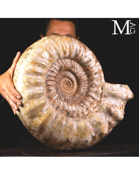 Ammonite Fossile Gigante – Douvilliceras