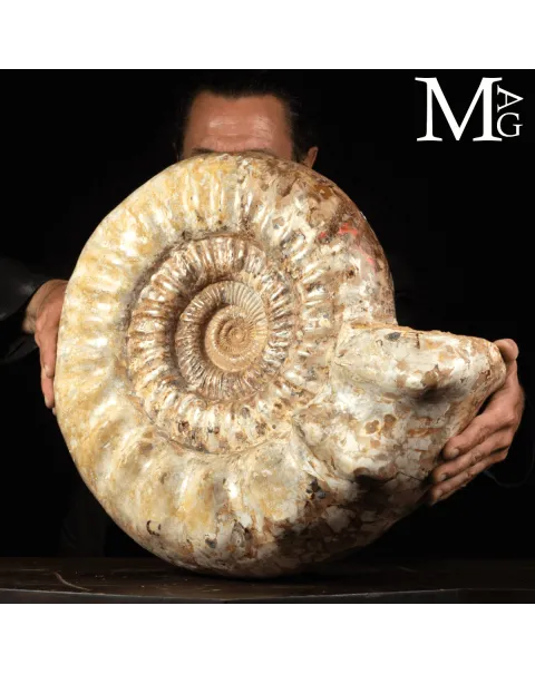 Ammonite Fossile Gigante – Douvilliceras