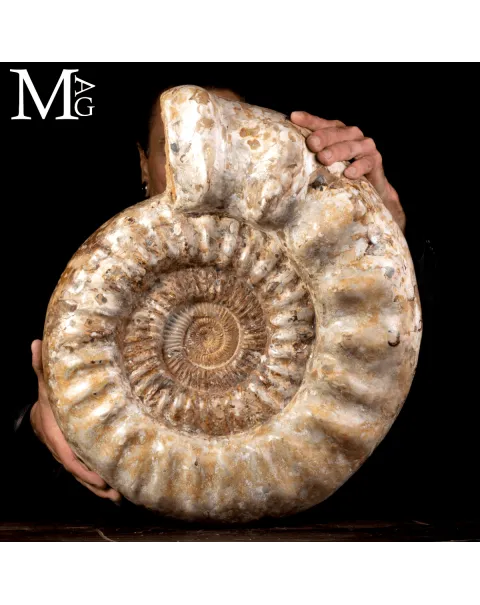 Ammonite Fossile Gigante – Douvilliceras