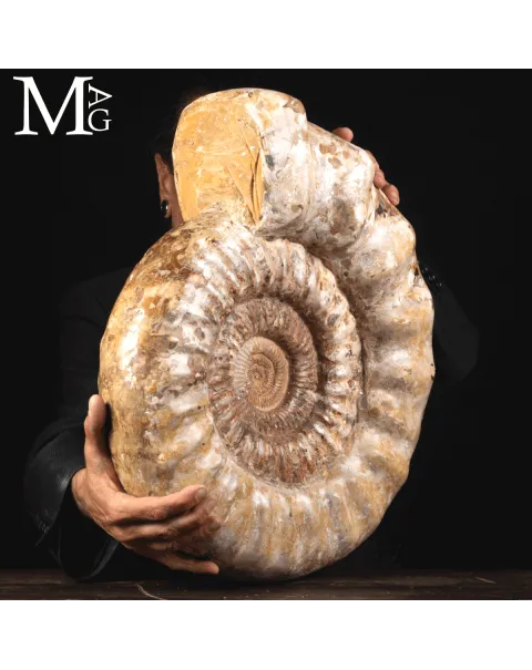 Ammonite Fossile Gigante – Douvilliceras