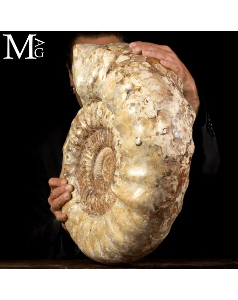 Ammonite Fossile Gigante – Douvilliceras