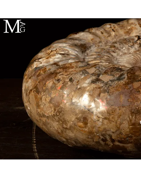Ammonite Fossile Gigante – Douvilliceras