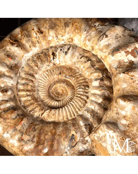 Ammonite Fossile Gigante – Douvilliceras