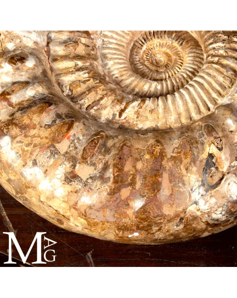 Ammonite Fossile Gigante – Douvilliceras