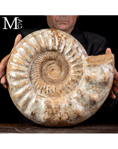 Douvilleiceras – L’eco del mare del Cretaceo.