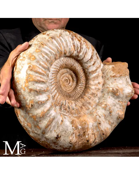Douvilleiceras – L’eco del mare del Cretaceo.