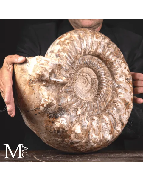 Douvilleiceras – L’eco del mare del Cretaceo.