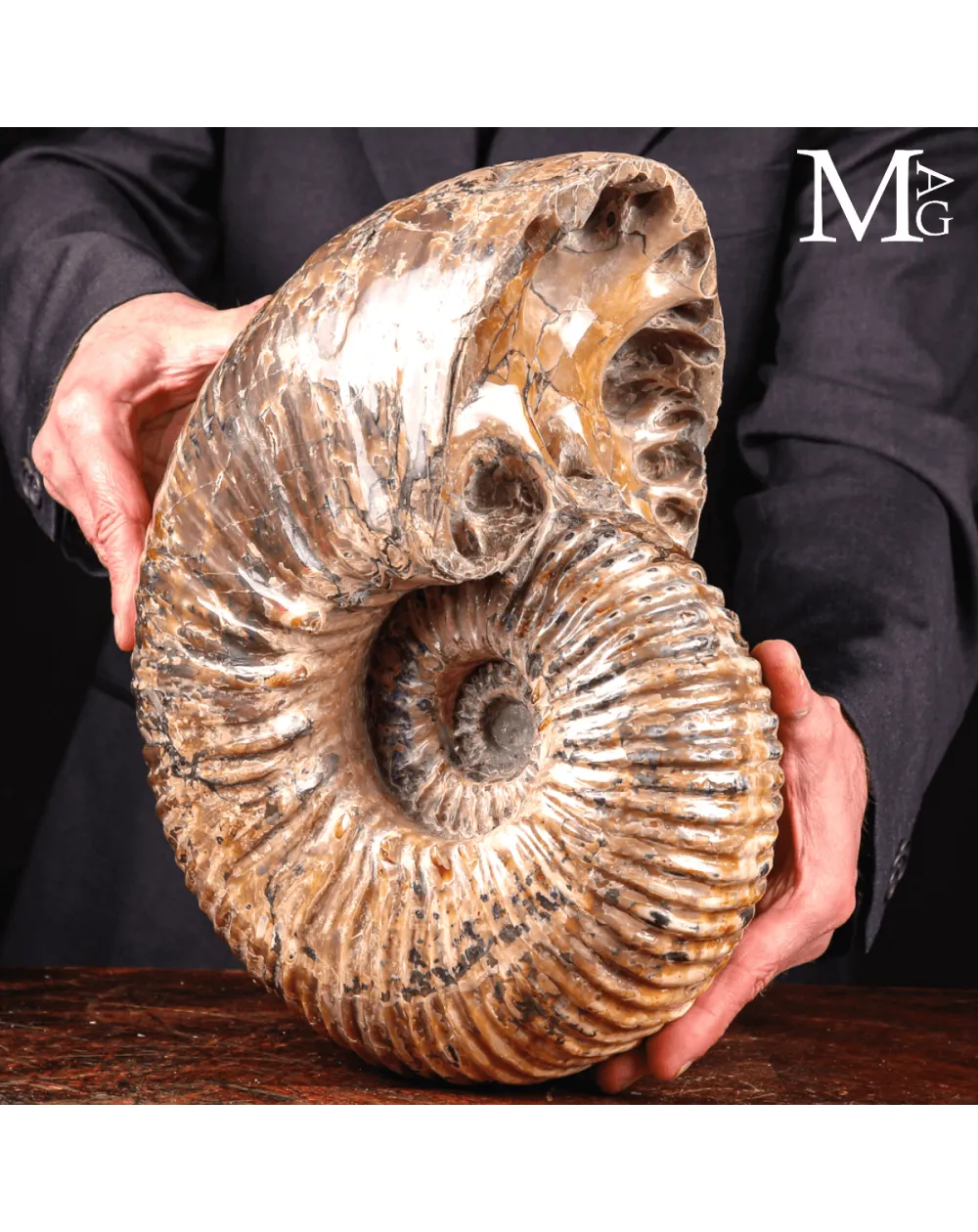 Douvilleiceras Mammillatum - Scultura di un Mare Antico.