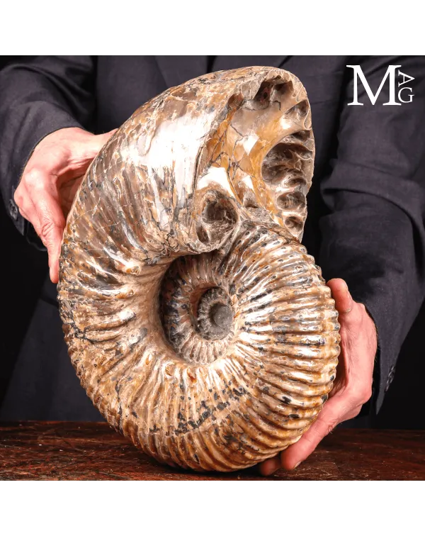 Douvilleiceras Mammillatum - Scultura di un Mare A...