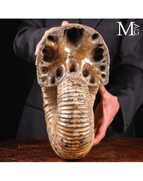 Douvilleiceras Mammillatum - Scultura di un Mare Antico.