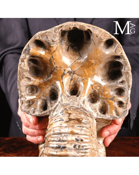Douvilleiceras Mammillatum - Scultura di un Mare Antico.