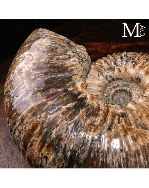 Douvilleiceras Mammillatum - Scultura di un Mare Antico.