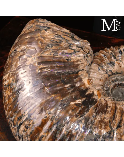 Douvilleiceras Mammillatum - Scultura di un Mare Antico.