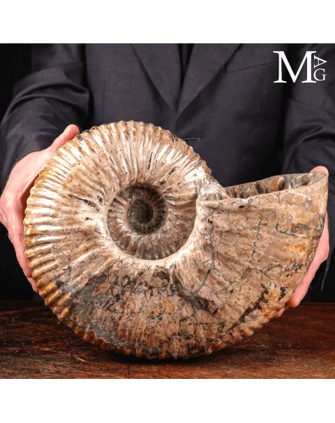 Douvilleiceras Mammillatum - Scultura di un Mare Antico.
