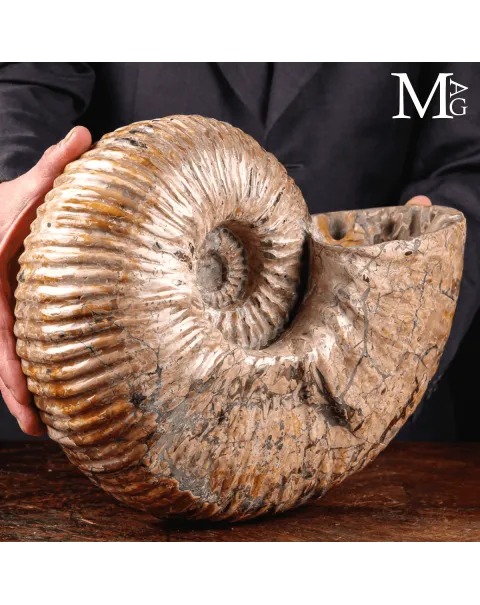 Douvilleiceras Mammillatum - Scultura di un Mare Antico.