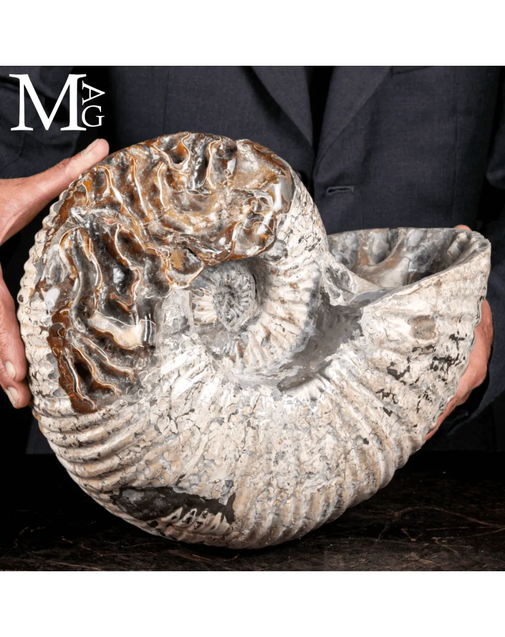 Douvilleiceras Mammillatum - Ammonite fossile.