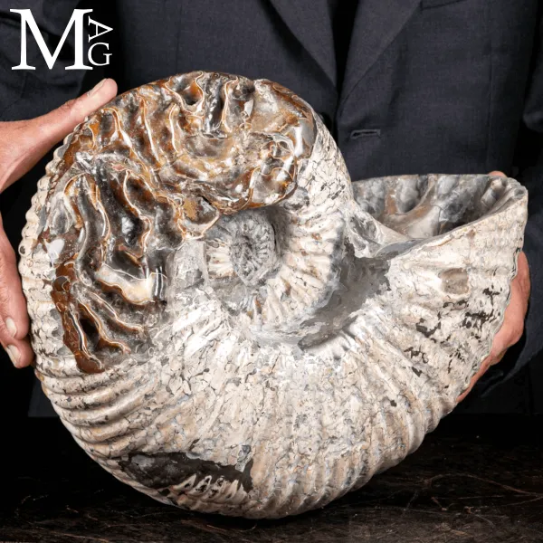 Douvilleiceras Mammillatum - Ammonite Fossile.
