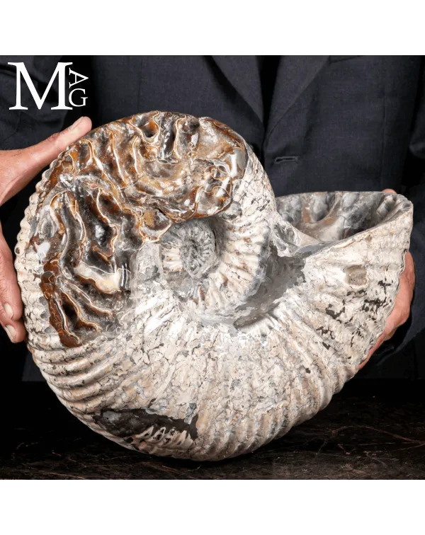 Douvilleiceras Mammillatum - Ammonite Fossile.