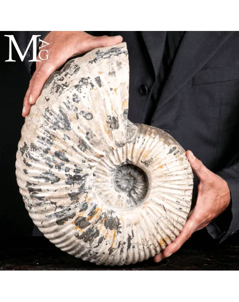 Douvilleiceras Mammillatum - Ammonite fossile.