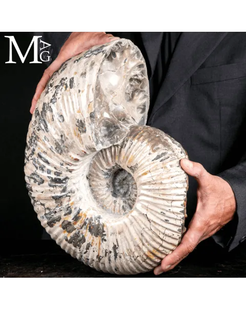 Douvilleiceras Mammillatum - Ammonite fossile.